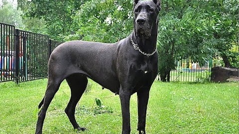 The Great Dane is a German breed of domestic dog known for its giant size. The German name of the breed is Deutsche...